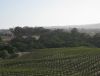 Eberle Vines 2