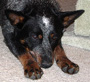 Free photo resizer for uploading photos to the forum - last post by Glau